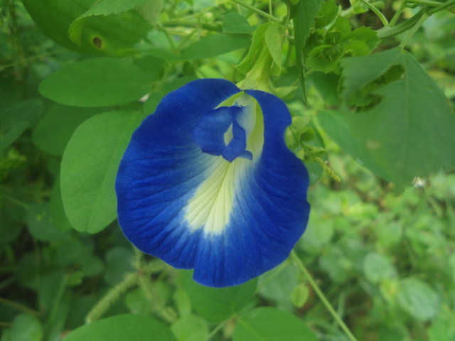 Butterfly pea plant